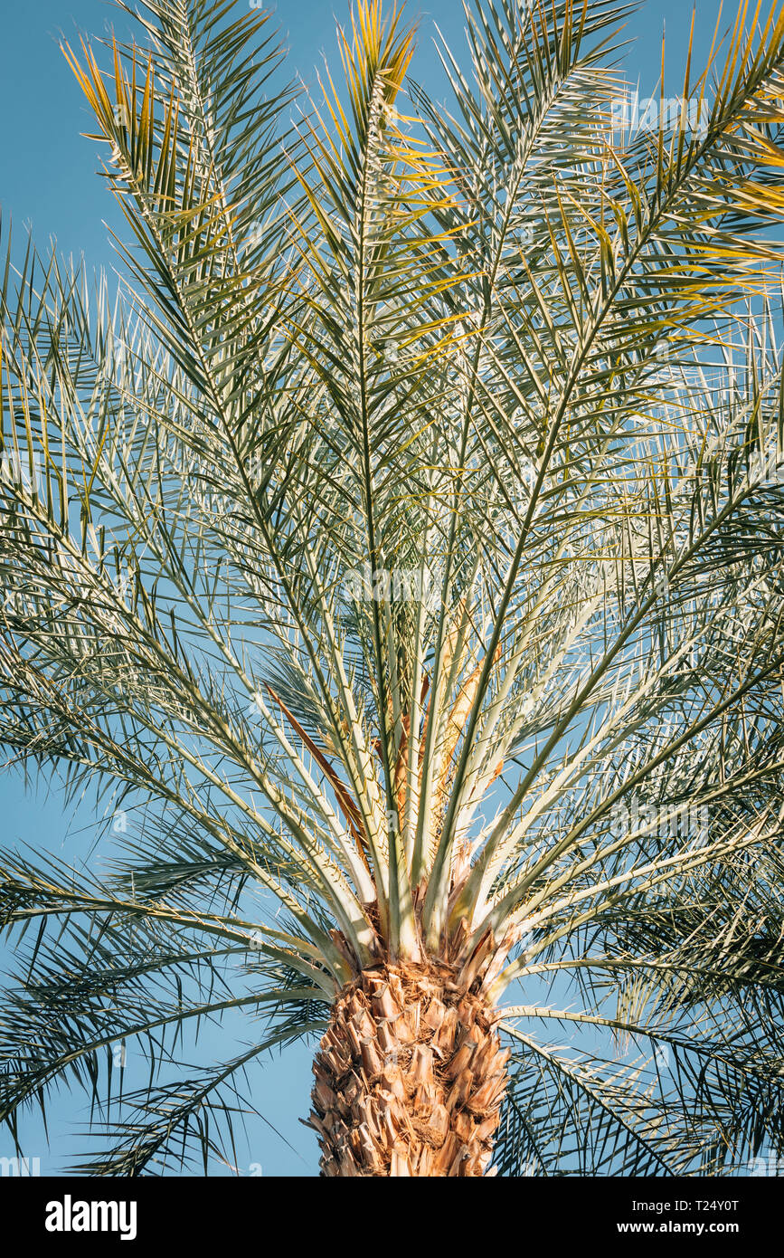 Palm Tree Details, in Palm Springs, Kalifornien Stockfoto