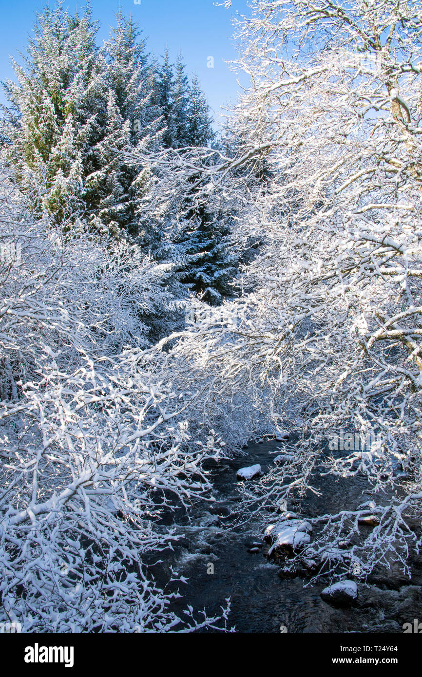 Schneebedeckte Bäume und Fluss, Schottland, Großbritannien Stockfoto