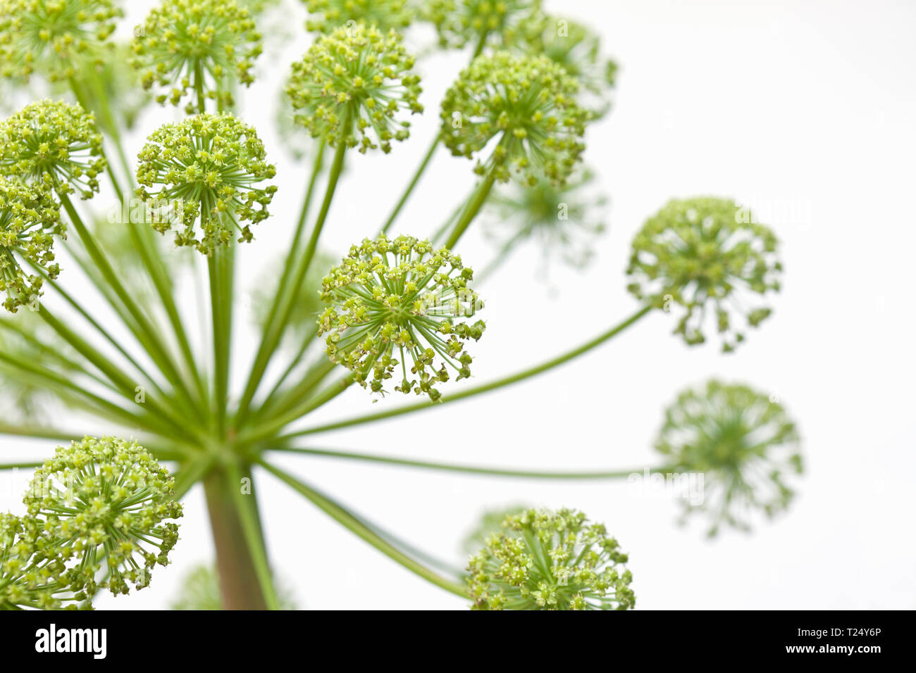 Angelica archangelica Stockfoto