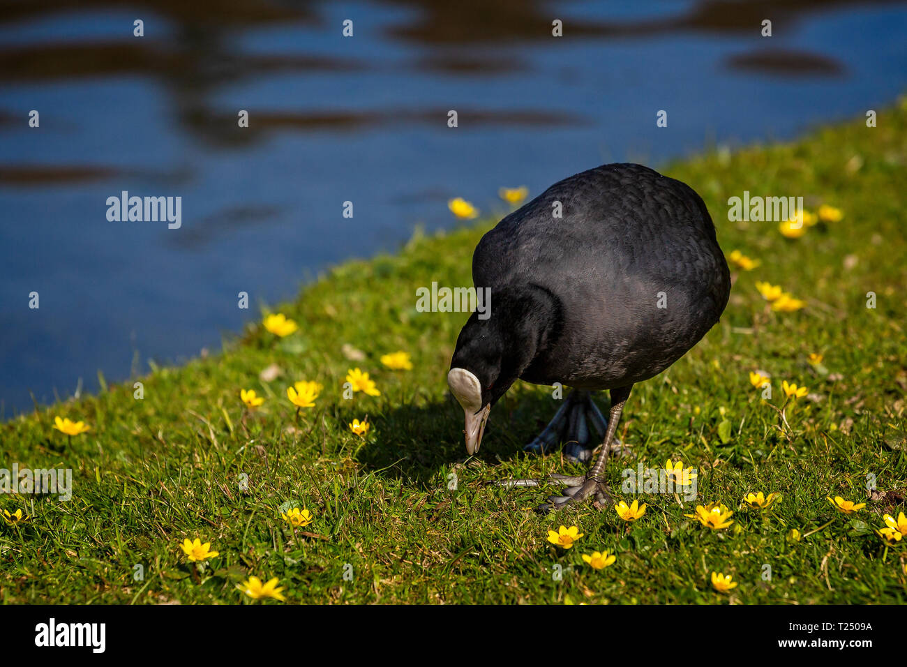 Nahaufnahme eines Blässhuhn auf der Suche nach Nahrung an der Seite eines Sees Stockfoto