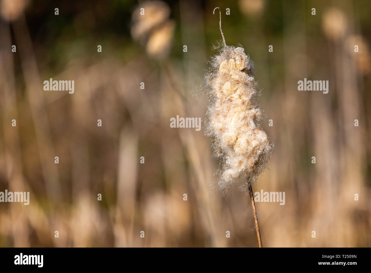 Nahaufnahme von flauschigen Samen Leiter der einzigen bullrush mit unscharf Hintergrund Stockfoto