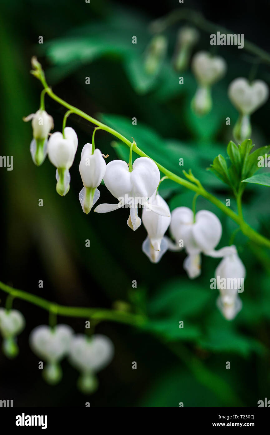 Nahaufnahme des hängenden, herzförmigen Blüten der Weißen blutende Herz, Lamprocapnos californica 'Alba' oder Campanula pyramidalis Californica 'Alba' Stockfoto
