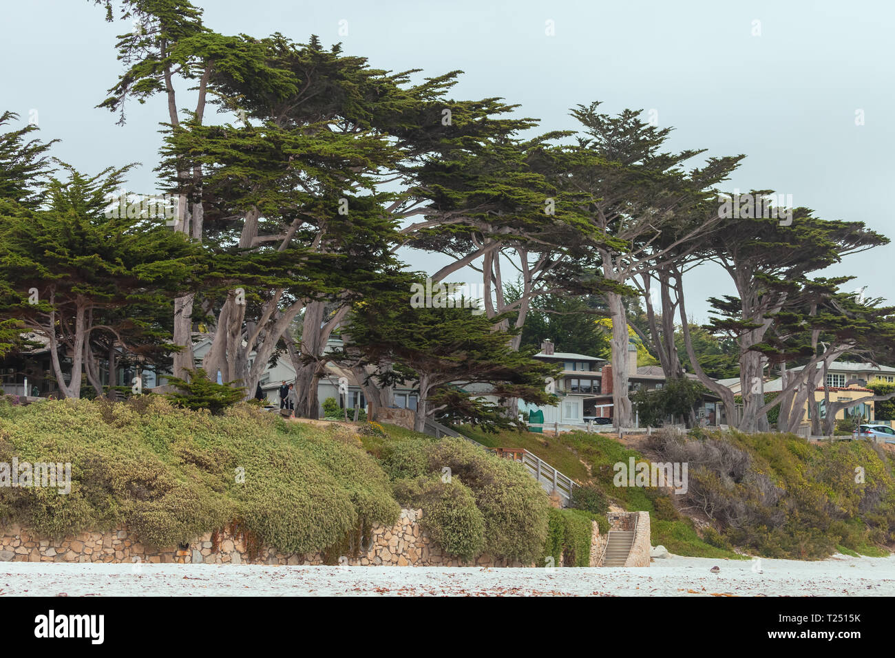 Monterey Zypressen (Cupressus macrocarpa) entlang der Carmel Beach in Carmel, Kalifornien, Vereinigte Staaten. Stockfoto