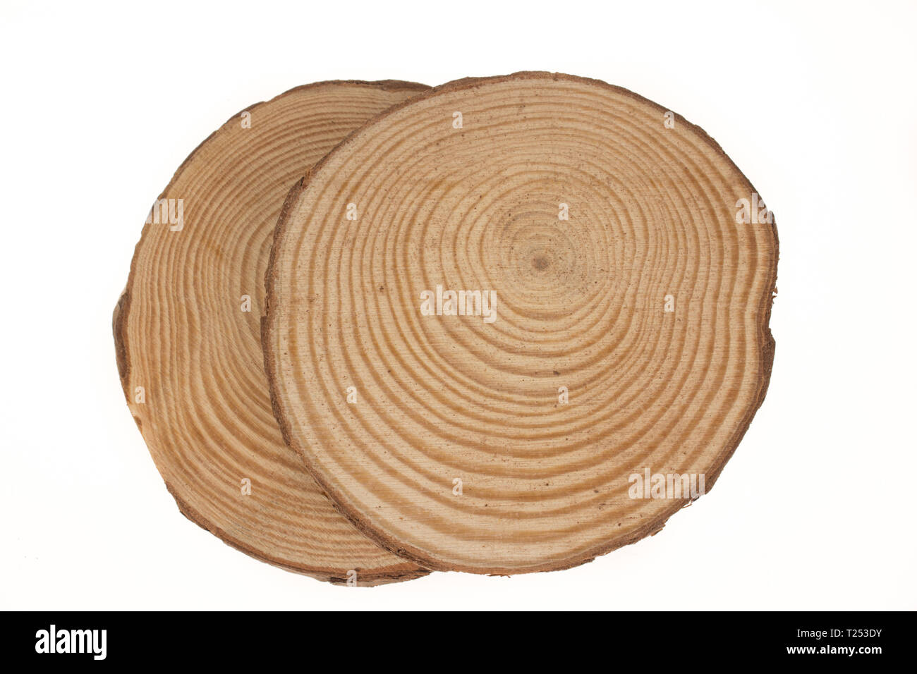 Zwei Holz- stümpfe man bis auf weißem Hintergrund. Runde Schnitt unten Baum mit jährlichen Ringe als Holz Textur. Stockfoto