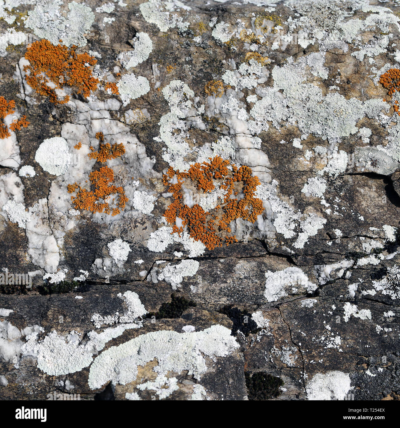 Schöne alte graue Wand mit konkreten Material. Es gibt einige Flechten, Moos und verschiedene Farben auf der Oberfläche. Interessante Textur in Nahaufnahme. Stockfoto