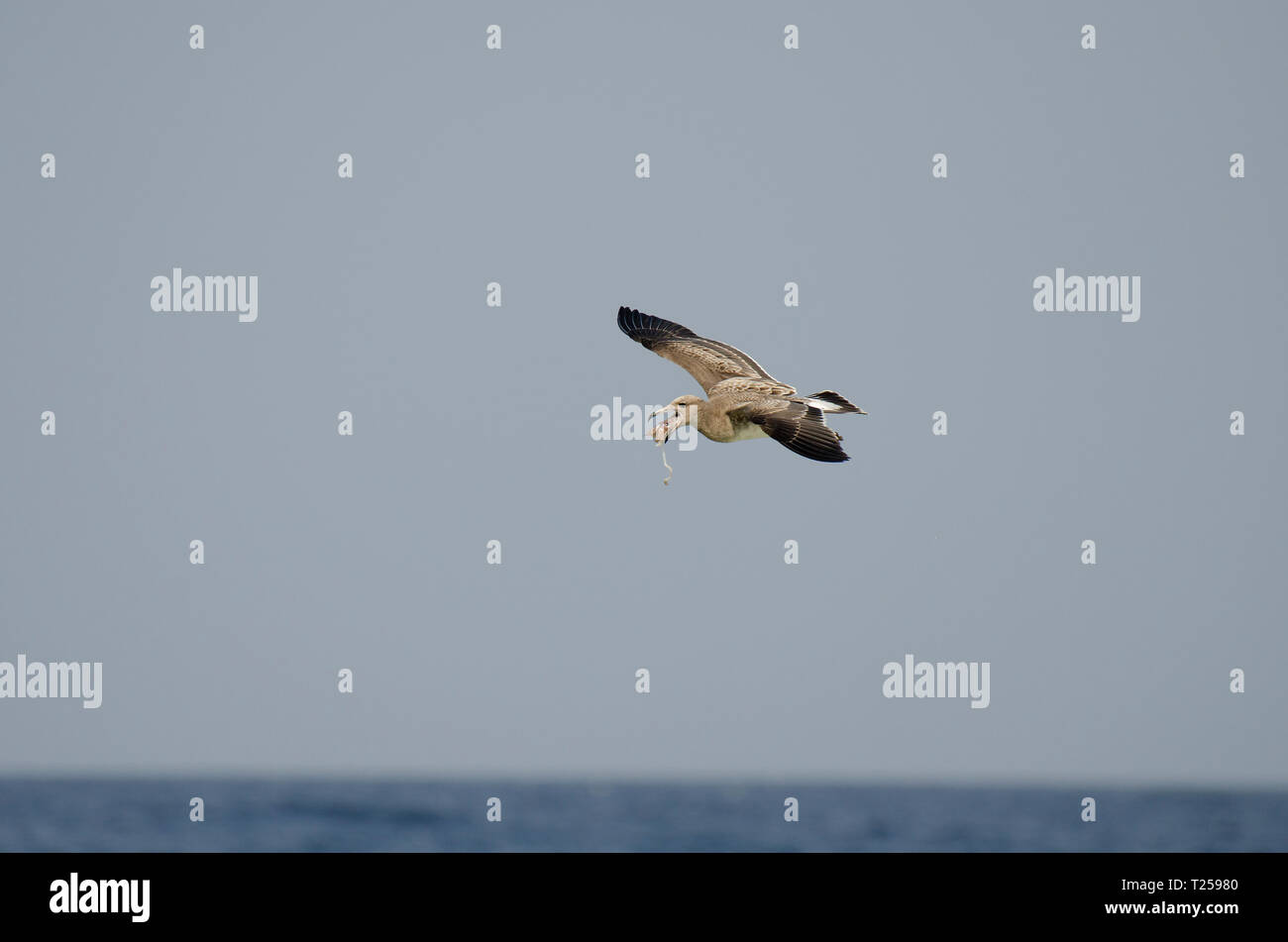 Möwe mit Tintenfisch, im Flug, Ägypten Stockfoto