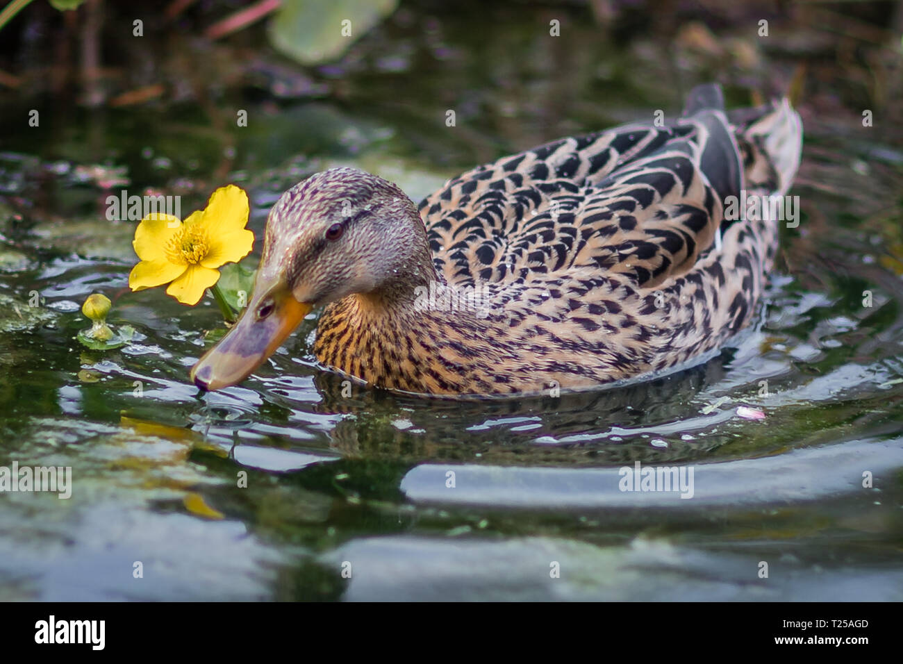 Eine Ente genießt Feder Stockfoto Eine Ente genießt Feder Stockfoto