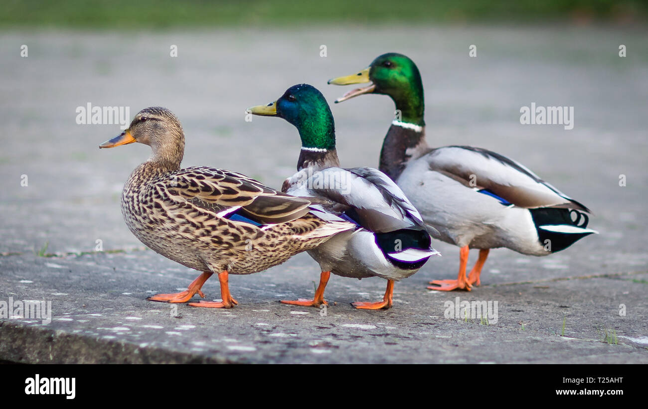 Drei Enten in einer Reihe Stockfoto Drei Enten in einer Reihe Stockfoto