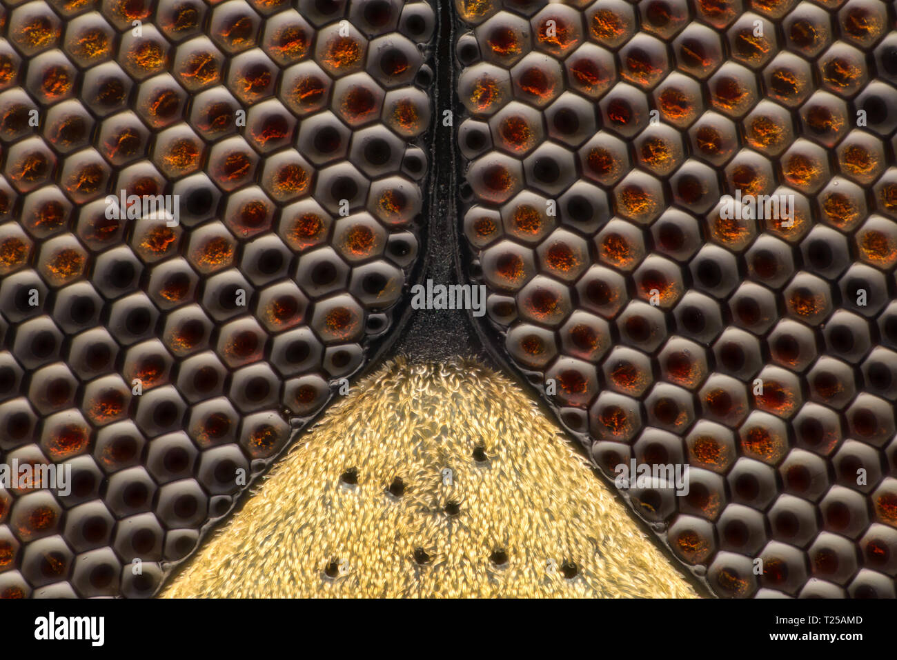 Extreme Vergrößerung-Compound eye am Mikroskop Fliegen, 50-facher Vergrößerung Stockfoto
