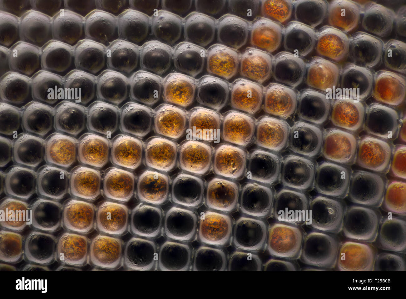 Extreme Vergrößerung-Compound eye am Mikroskop Fliegen, 100-facher Vergrößerung Stockfoto