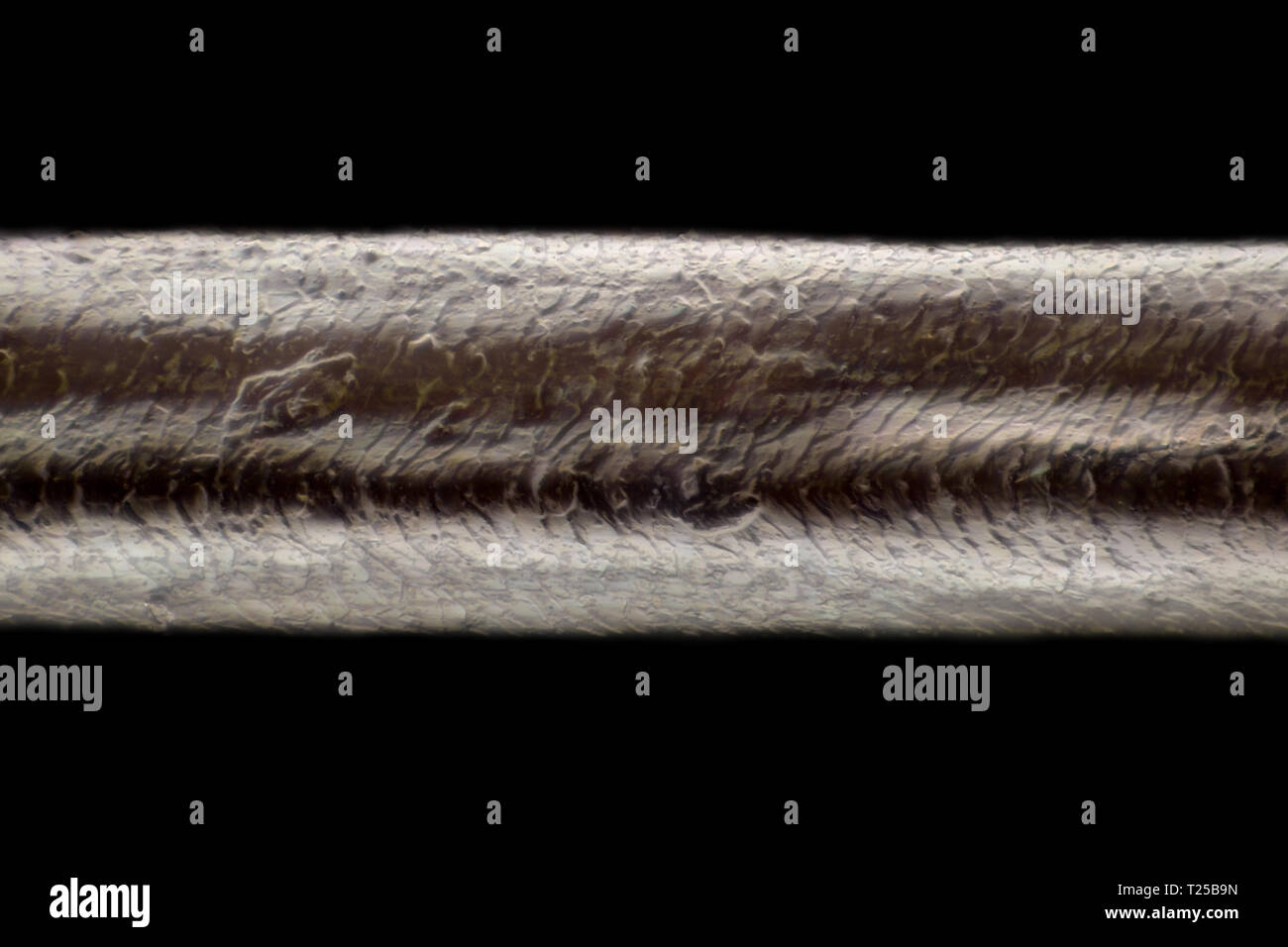Extreme Vergrößerung - menschliches Haar am Mikroskop, 100-facher  Vergrößerung Stockfotografie - Alamy