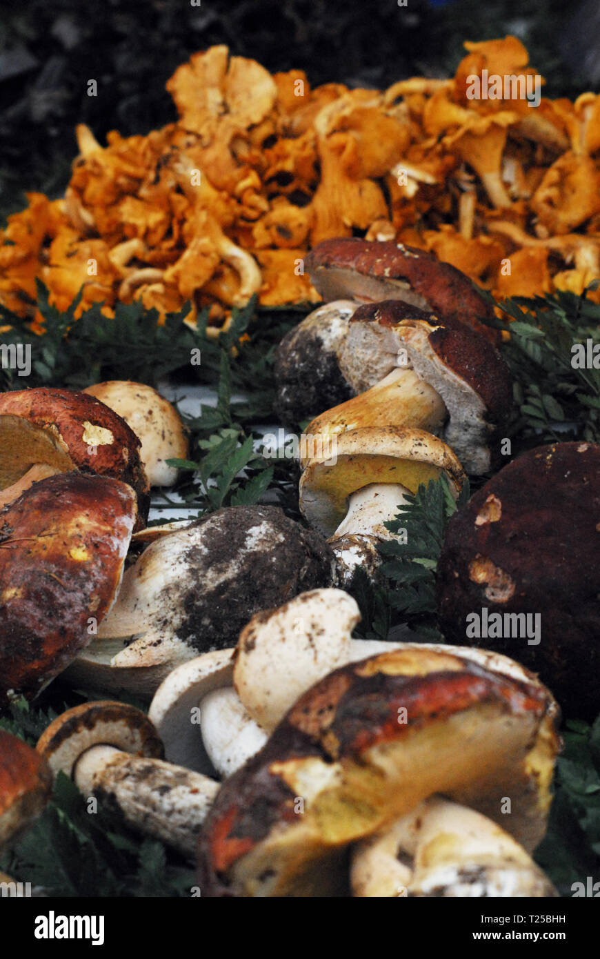 Köstliche Pilze in einer französischen Markt - Copyright 2019, Sherry Epley Stockfoto