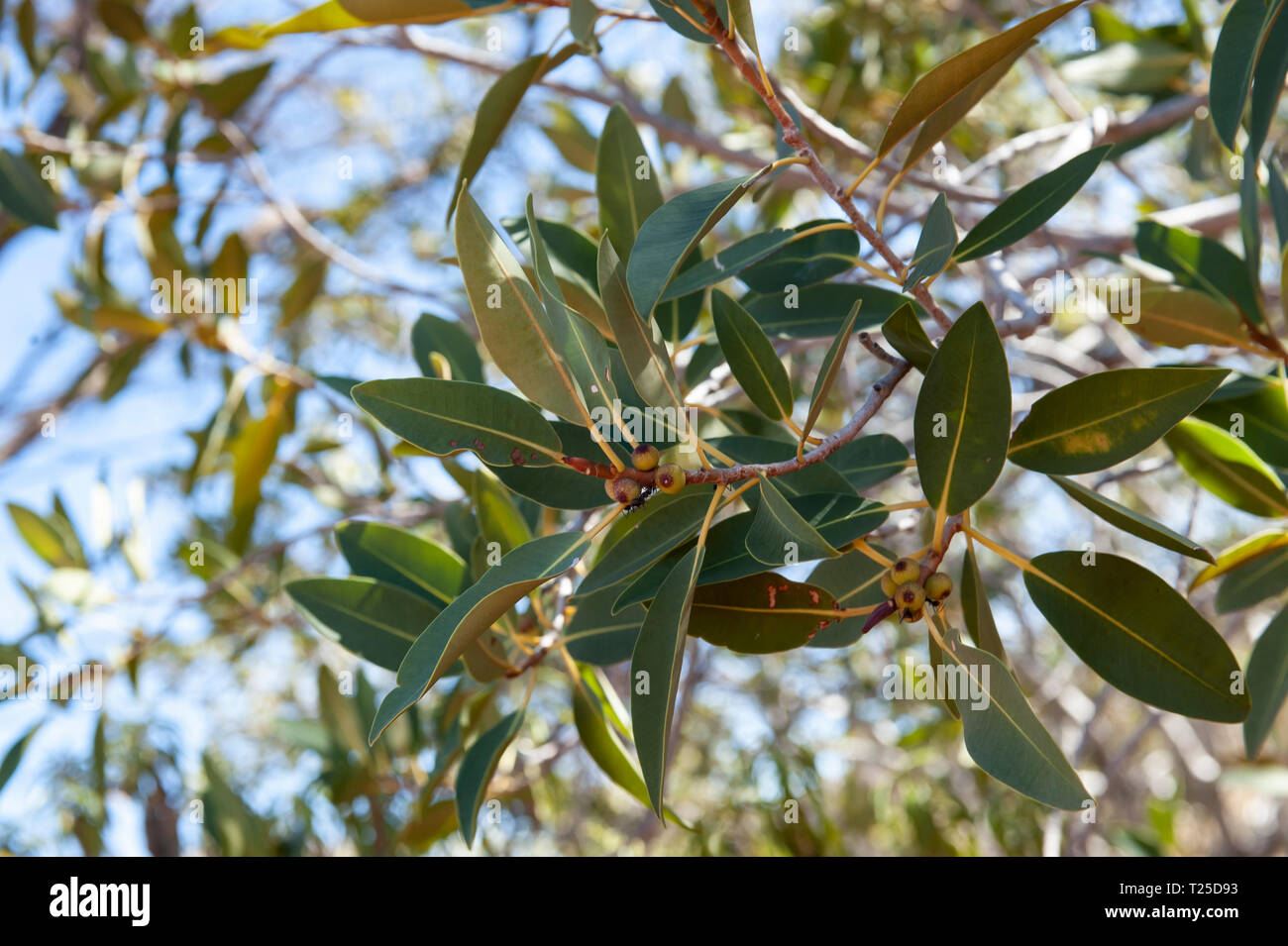 Native Abb. Strauch, der zu trockenen Bedingungen angepasst hat, das Palm Valley, Northern Territory, Australien Stockfoto