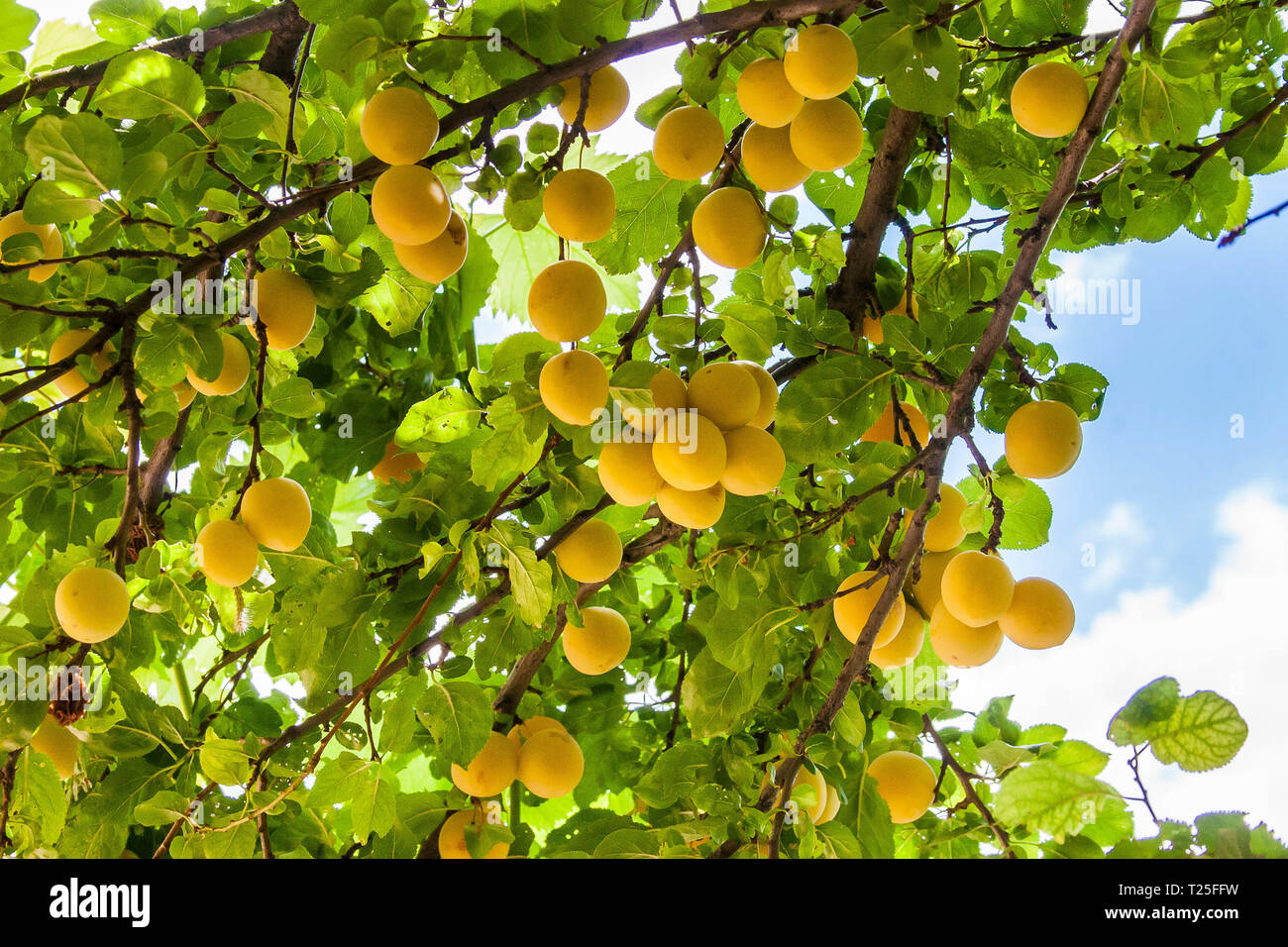 Mirabelle Pflaume ladened mit Obst, Bulgarien Stockfoto