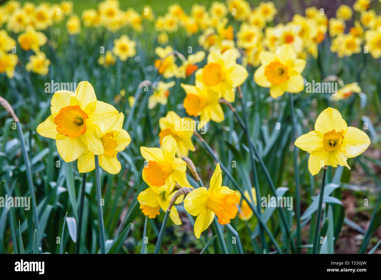 Ein Feld der wilden Narzissen in der Blüte im Garten. Stockfoto