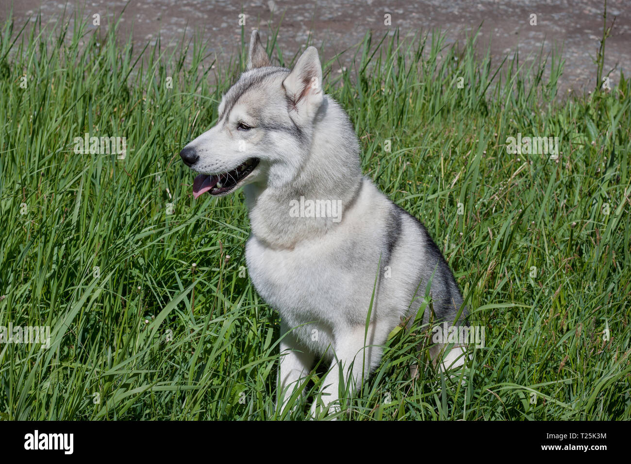 Süße sibirische Husky sitzt in das grüne Gras. Heimtiere. Stockfoto