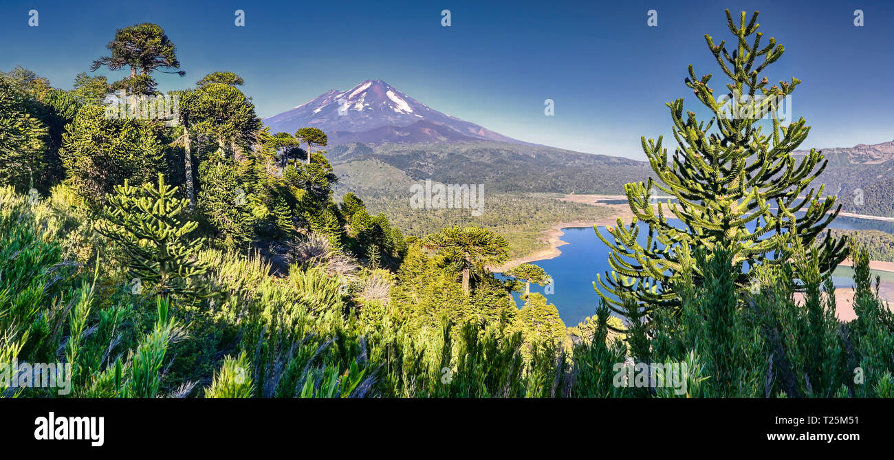 Vulkan Llaima im Nationalpark Conguillio (Chile) - HDR-Panorama Stockfoto