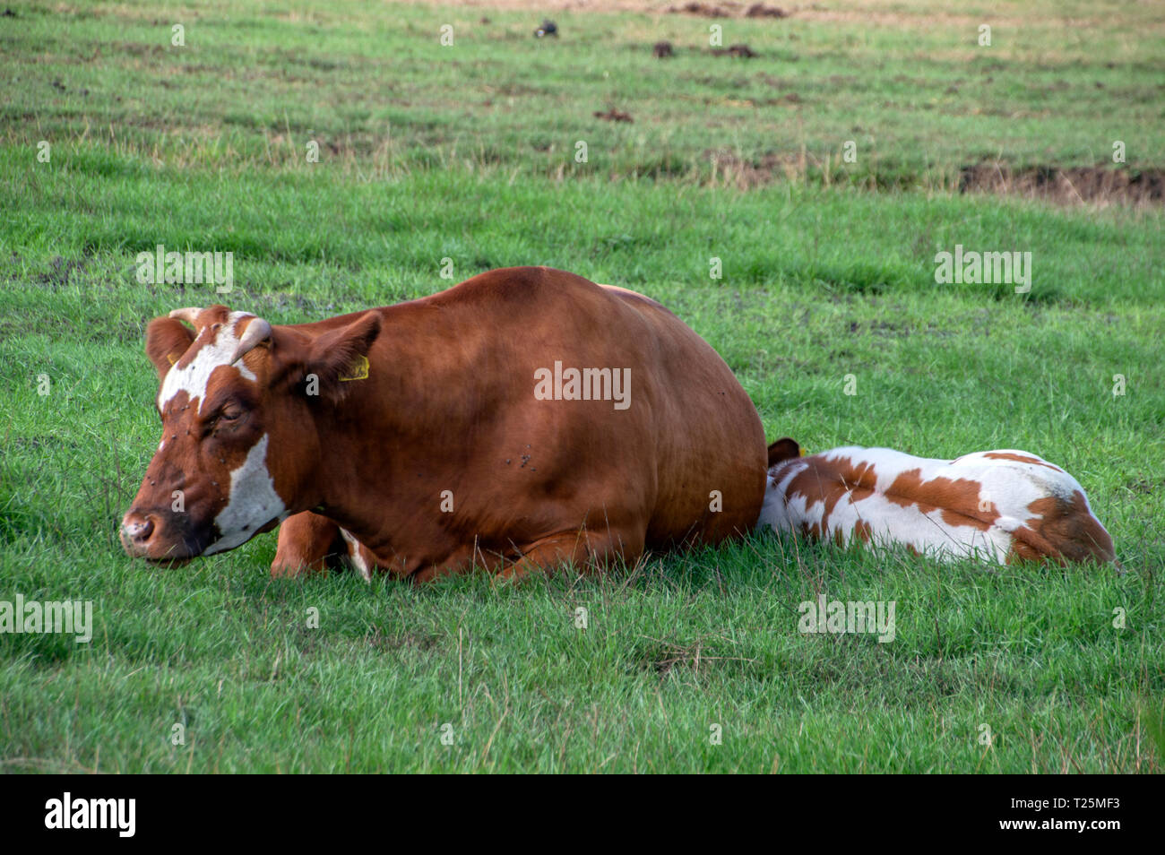 Kuh und Kalb an Zunderdorp die Niederlande 2018 Stockfoto