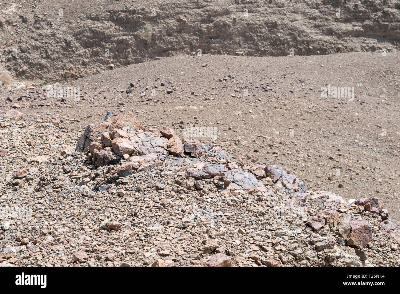 Sinai Agama (Pseudotrapelus sinaitus) mit seiner himmelblauen Färbung in seinem felsigen Lebensraum, der in den Bergen gefunden wird Stockfoto