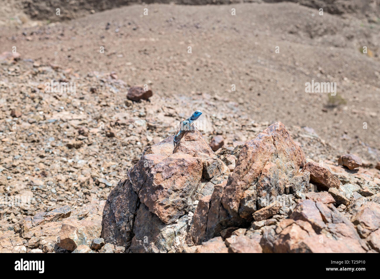 Sinai Agama (Pseudotrapelus sinaitus) mit seiner himmelblauen Färbung in seinem felsigen Lebensraum, der in den Bergen gefunden wird Stockfoto
