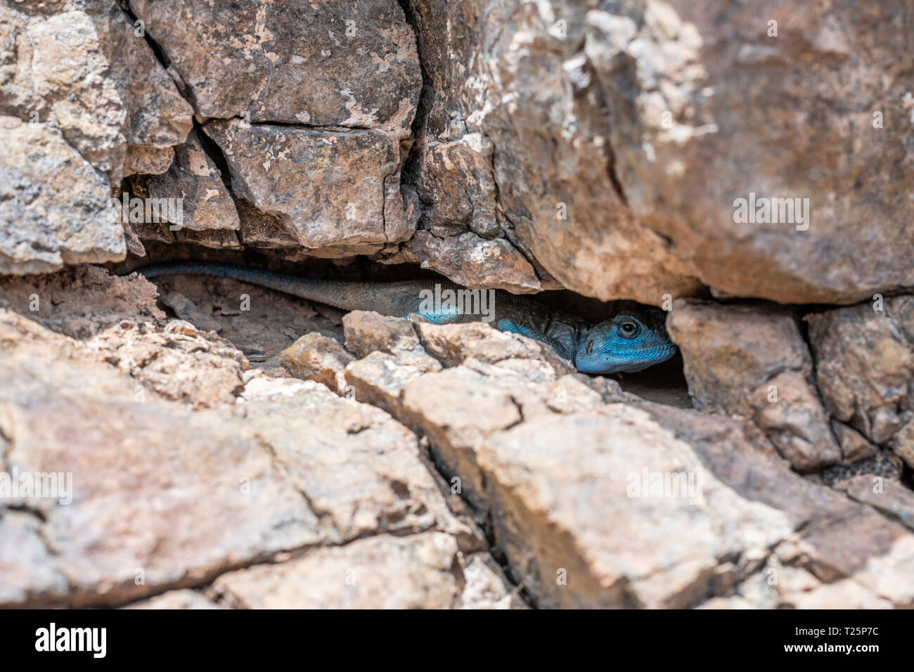 Sinai Agama (Pseudotrapelus sinaitus) mit seiner himmelblauen Färbung in seinem felsigen Lebensraum, der in den Bergen gefunden wird Stockfoto