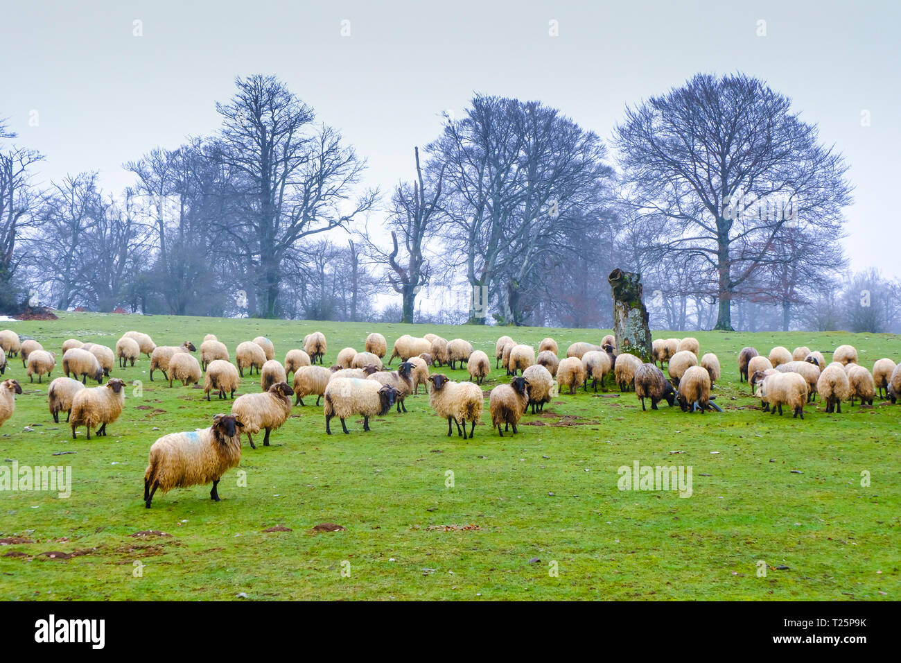 Schafherde in einer Wiese. Stockfoto