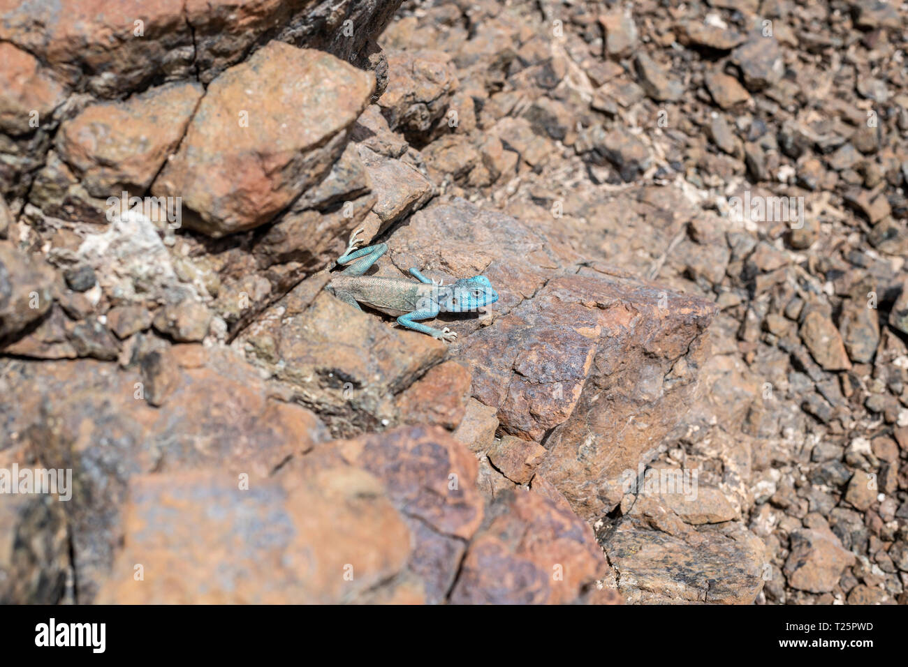 Sinai Agama (Pseudotrapelus sinaitus) mit seiner himmelblauen Färbung in seinem felsigen Lebensraum, der in den Bergen gefunden wird Stockfoto