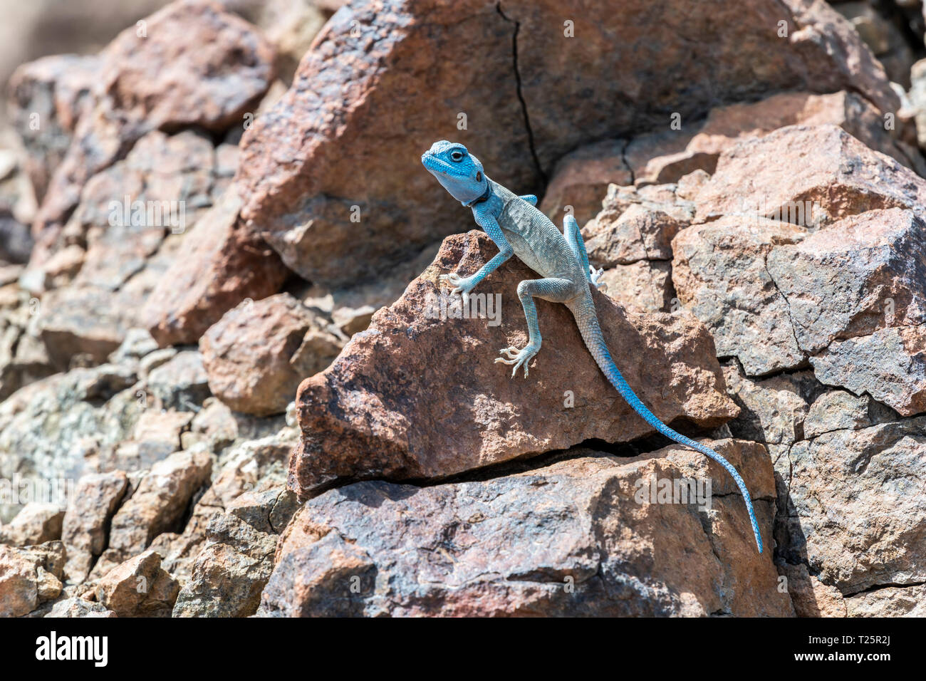 Sinai Agama (Pseudotrapelus sinaitus) mit seinen Himmelblauen Färbung in seiner felsigen Lebensraum, in den Bergen von Ras Al Khaimah gefunden. Vae Naher Osten Stockfoto