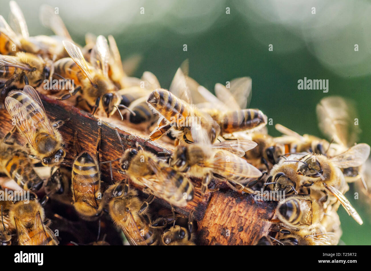 Fleißige Bienen auf Wabe in Bienenhaus Stockfoto
