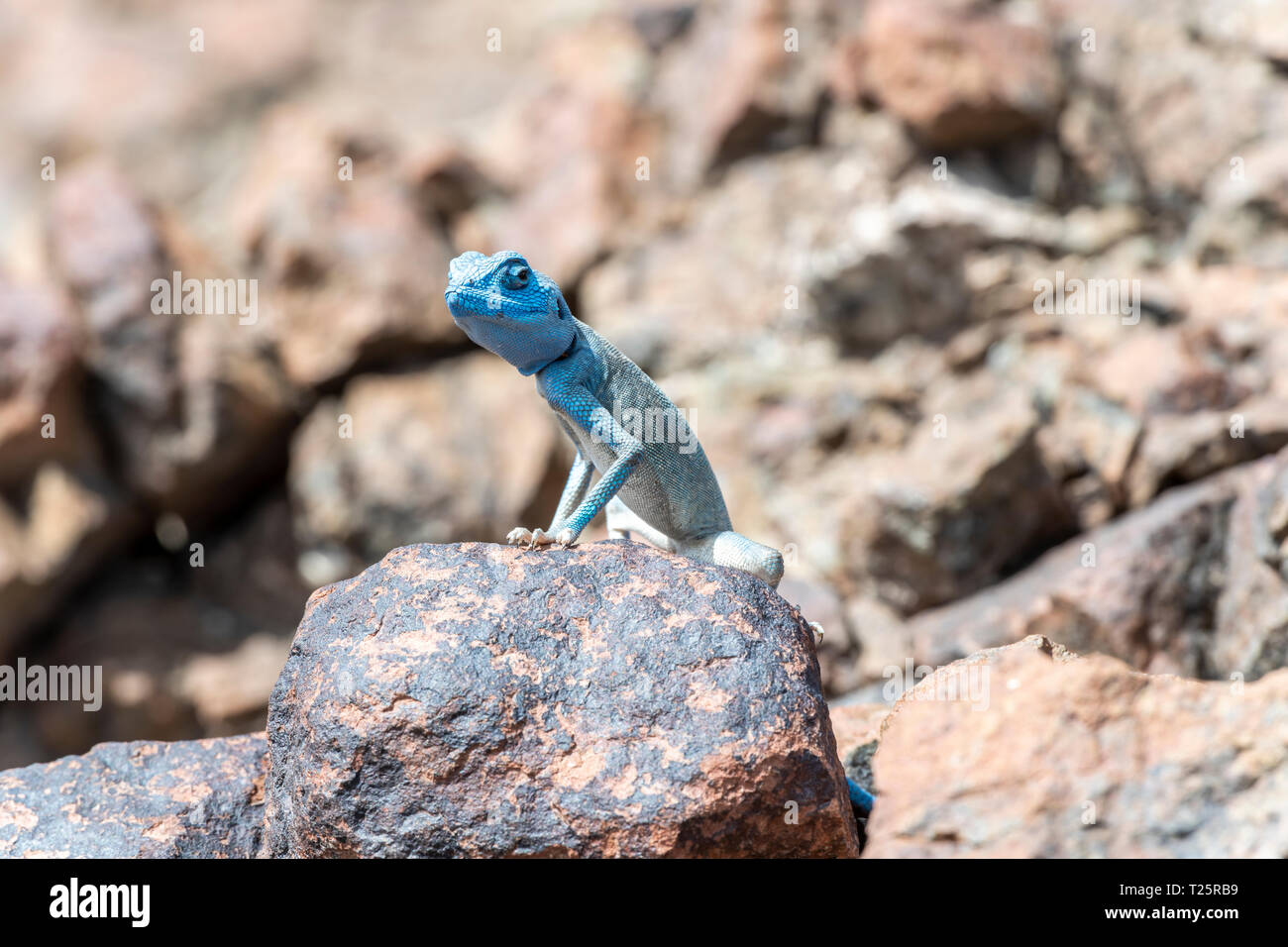 Sinai Agama (Pseudotrapelus sinaitus) mit seiner himmelblauen Färbung in seinem felsigen Lebensraum, der in den Bergen gefunden wird Stockfoto