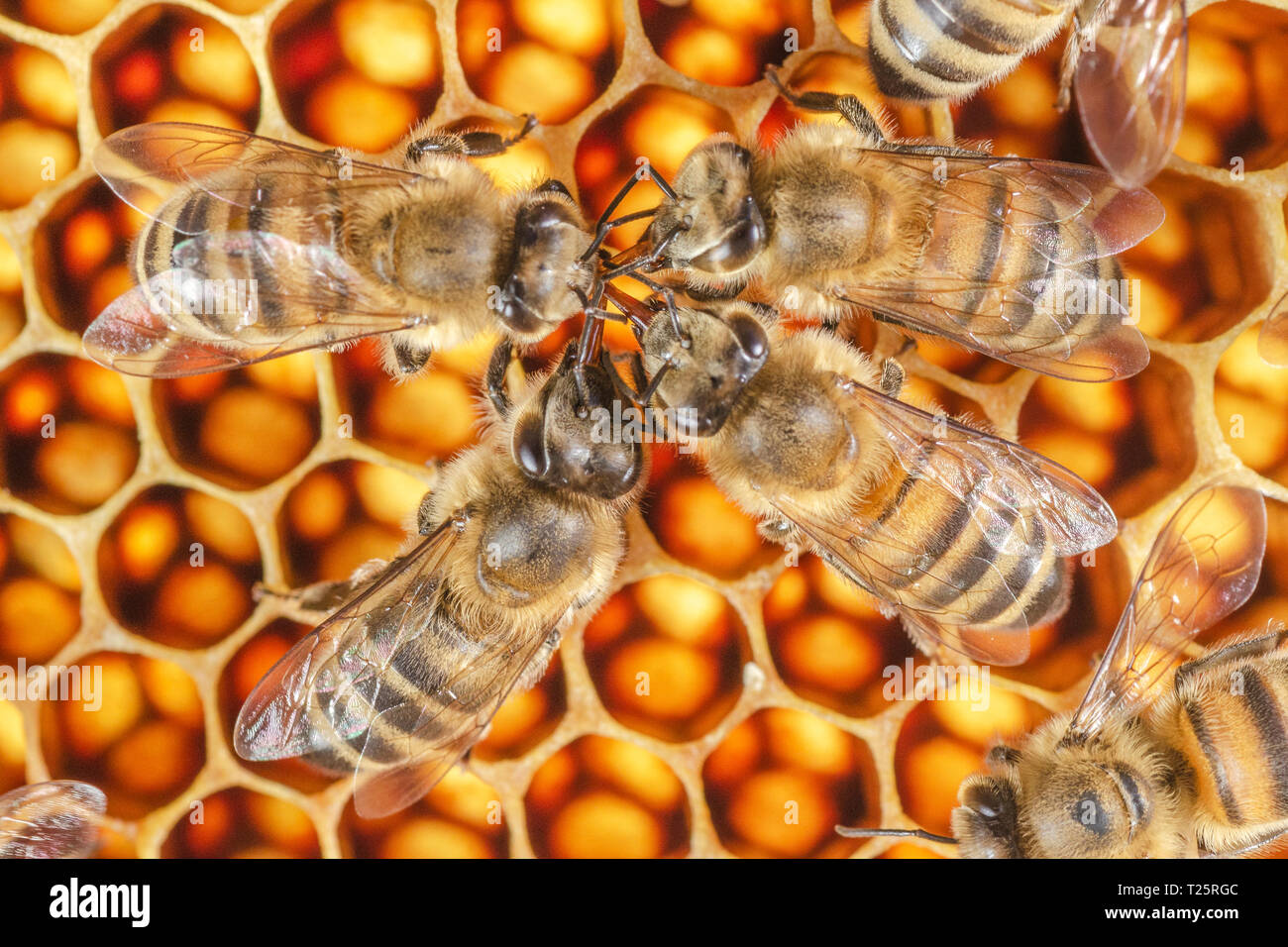 Fleißige Bienen auf Wabe in Bienenhaus Stockfoto