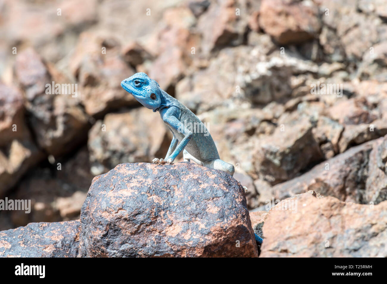 Sinai Agama (Pseudotrapelus sinaitus) mit seiner himmelblauen Färbung in seinem felsigen Lebensraum, der in den Bergen gefunden wird Stockfoto