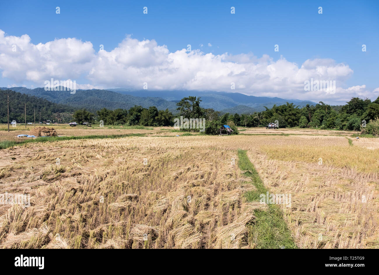 Goldene Reisfelder in der Erntezeit, im Tal der hohen Berg gelegen, im Norden von Thailand. Stockfoto