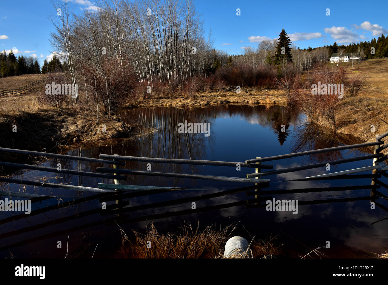 Kleiner Teich an einem schönen, sonnigen Tag. Stockfoto