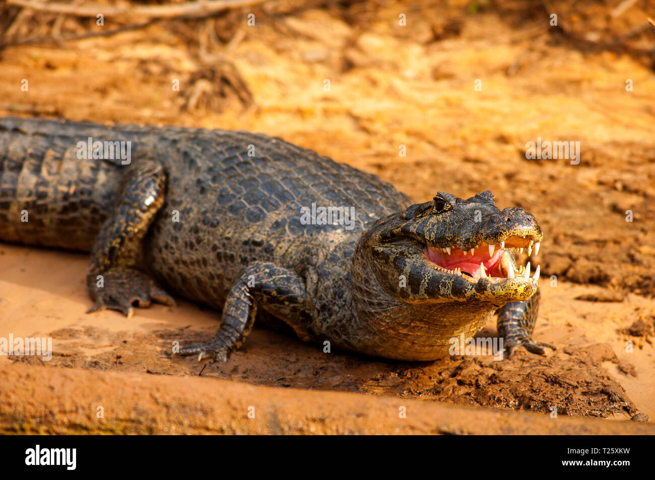Alligator nehmen ein Sonnenbad auf Três Irmãos Fluss, Pantanal von Mato Grosso, Brasilien Stockfoto