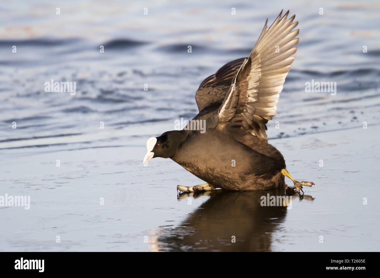 Nahaufnahme des Eurasischen Blässhuhn fallen auf Eis, Winter in Großbritannien. Stockfoto