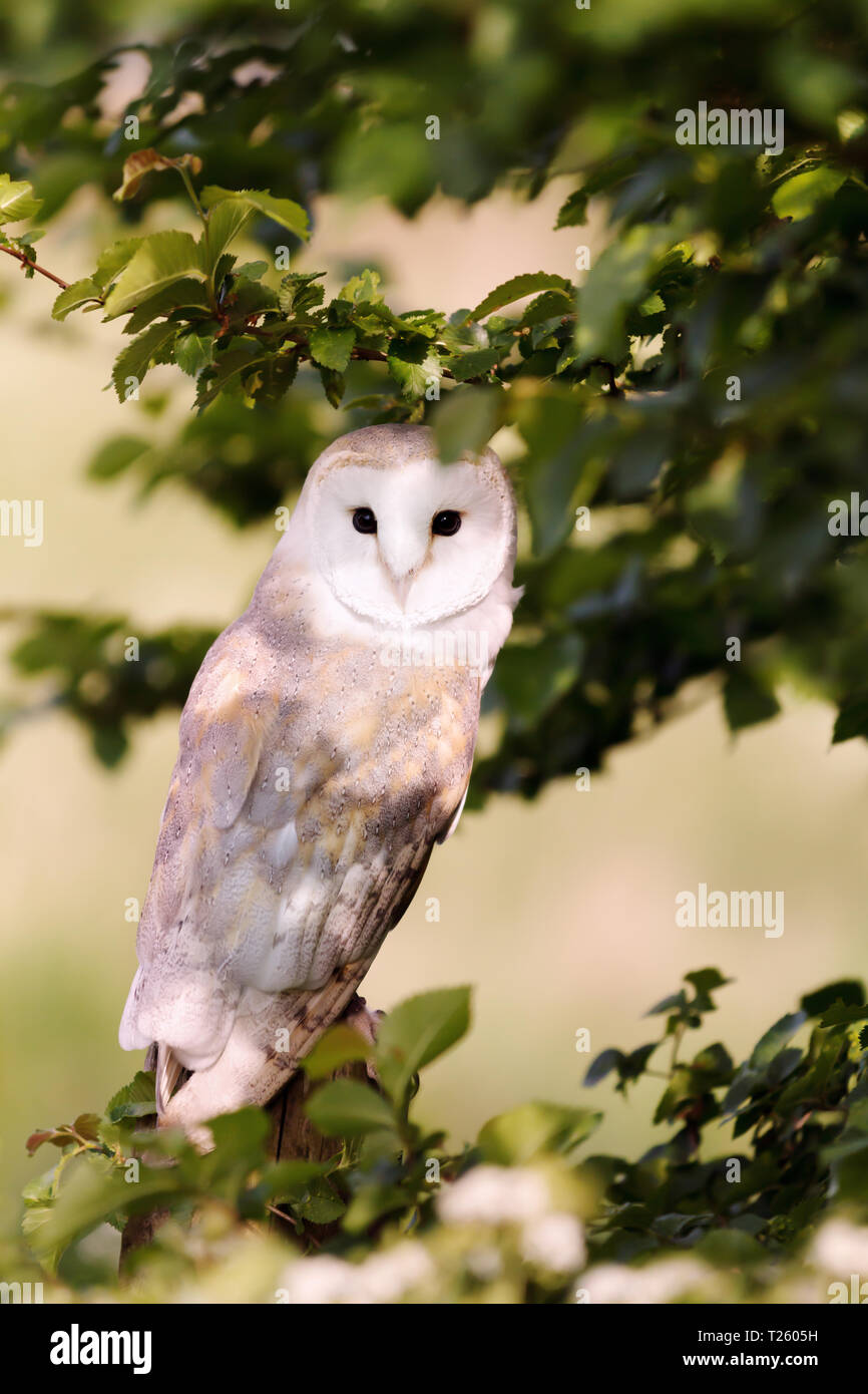 Nahaufnahme der Schleiereule (Tyto alba) hocken im Baum, Sommer in Großbritannien. Stockfoto