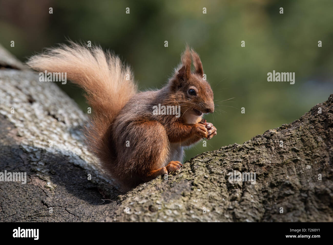 Niedliche Eichhörnchen sitzend ein Baum essen einer Mutter Stockfoto