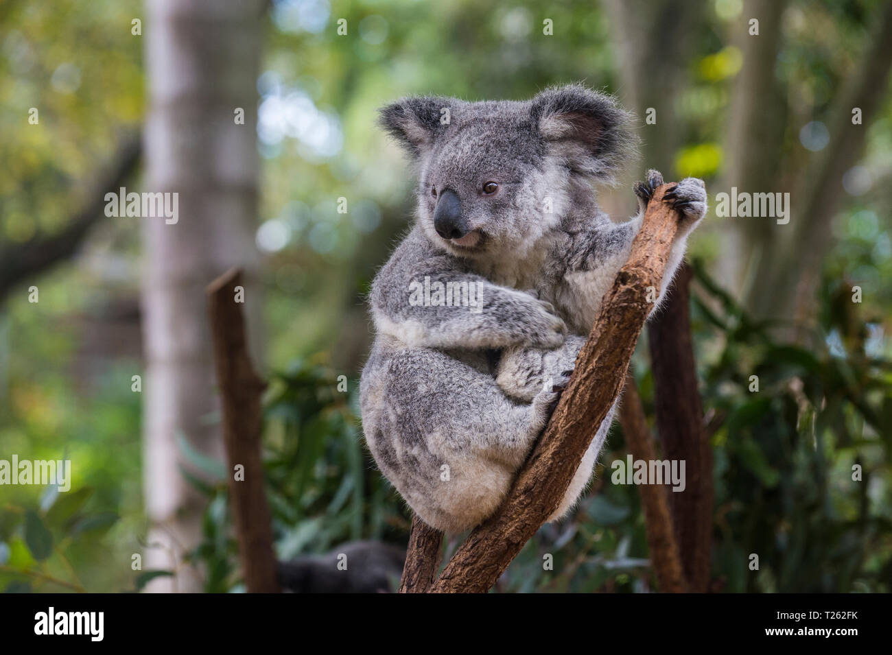 Australien, Brisbane, Lone Pine Koala Sanctuary, Portrait von Koala auf Baumstamm Stockfoto