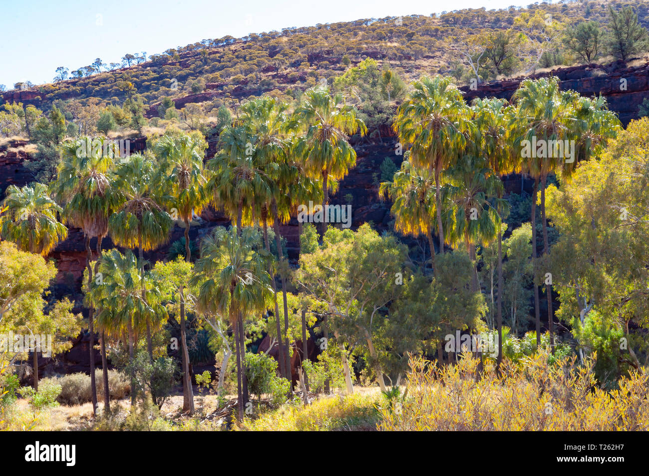 Dramatische Landschaft von Palm Valley, Northern Territory, Australien Stockfoto