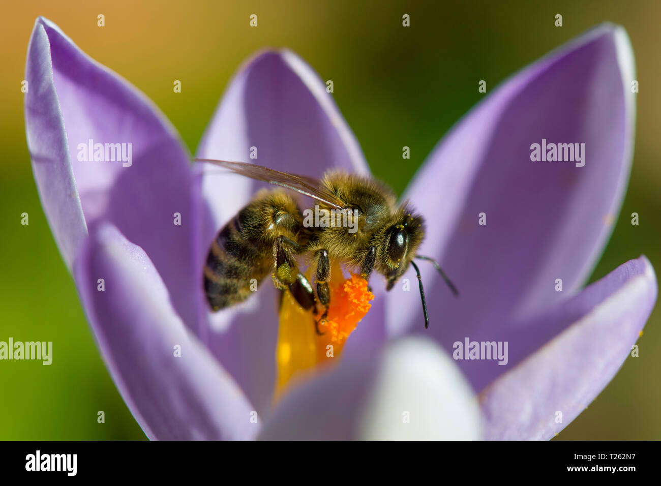 Honigbiene, Apis, auf crocus Stockfoto