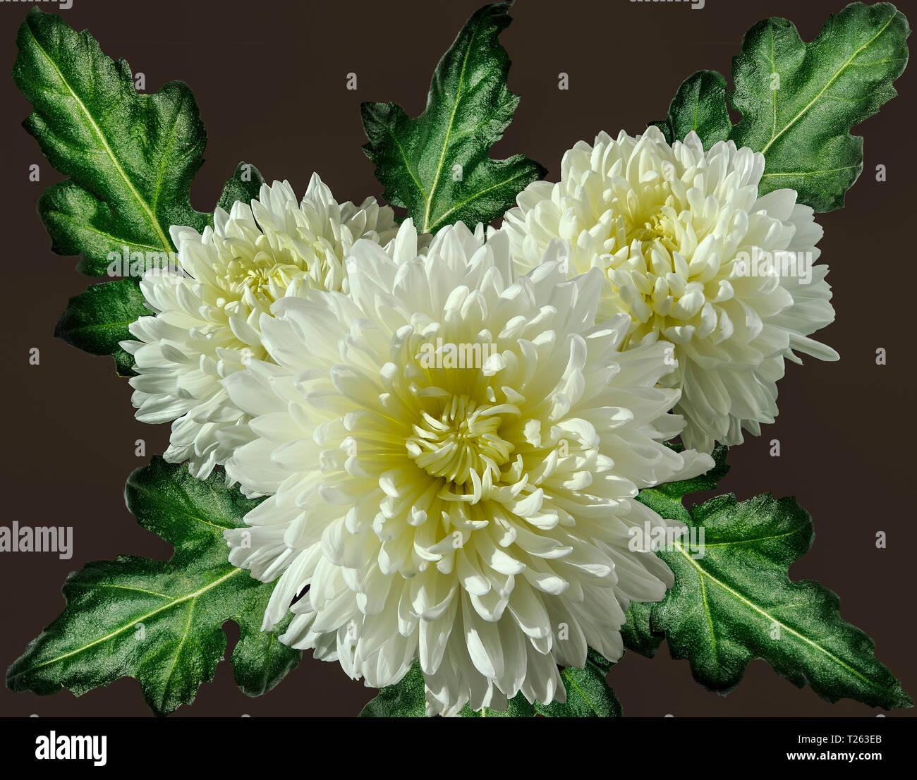 Vintage Blumen Grußkarte mit weißem Licht blühenden Chrysanthemen auf dunklem Hintergrund Nahaufnahme Stockfoto