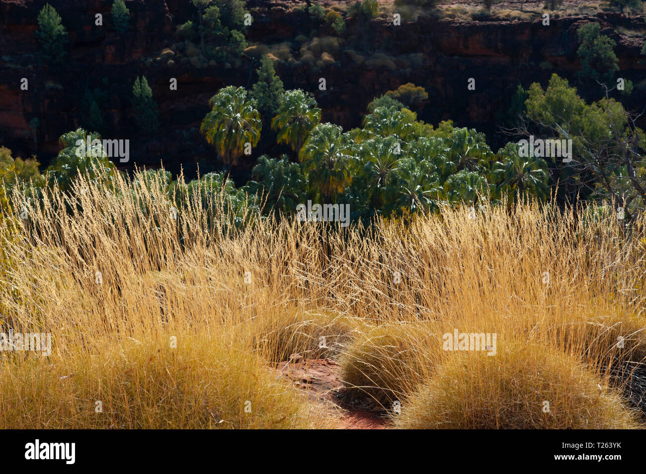 Spinifex Gras, das Palm Valley, Northern Territory, Australien Stockfoto