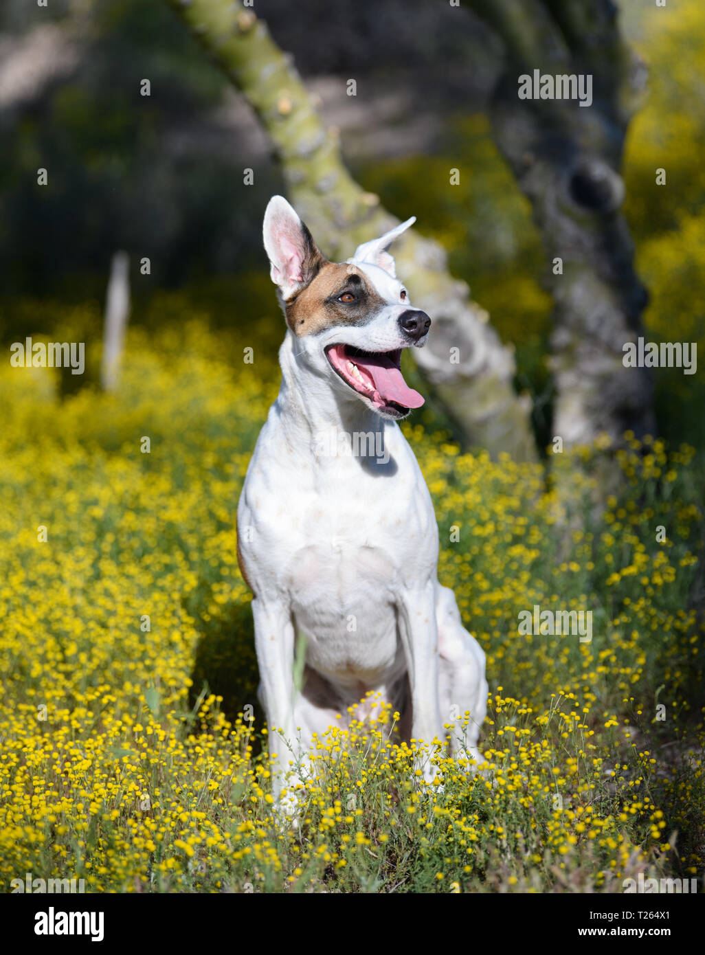Dog Sitting in Gelb wilde Blumen Stockfoto