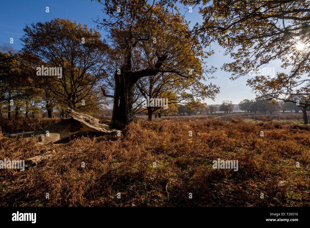 Vereinigtes Königreich, England, London, Richmond Park im Herbst Stockfoto