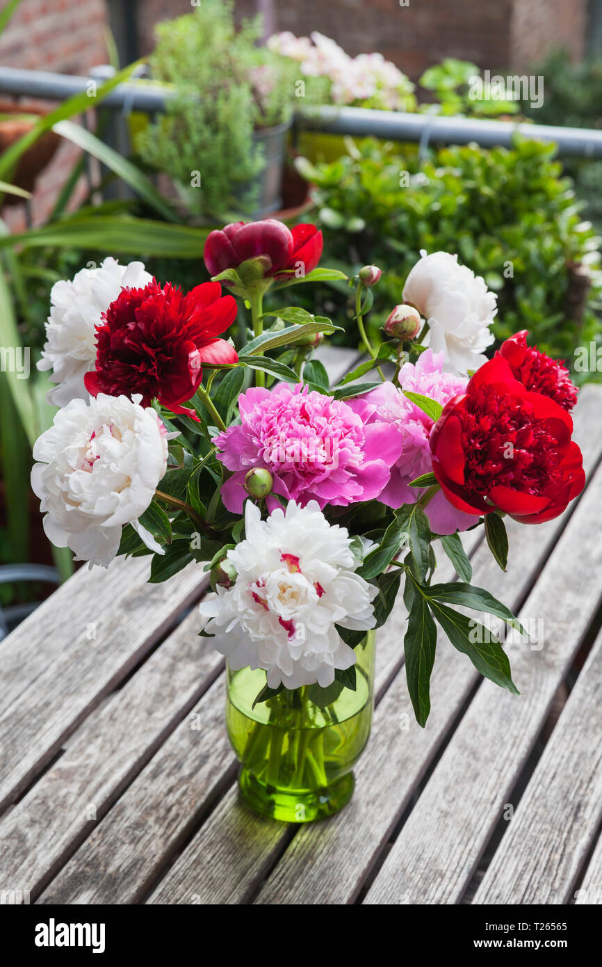 Reihe von weißen, roten und rosa Pfingstrosen in Vase auf Garten Tisch Stockfoto