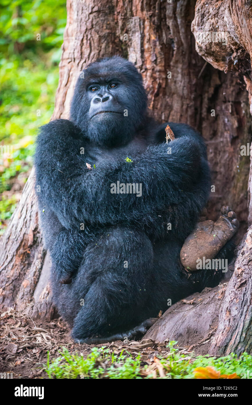 Ruanda, Virunga National Park, Porträt des Mountain Gorilla gegen den Baumstamm gelehnt Stockfoto