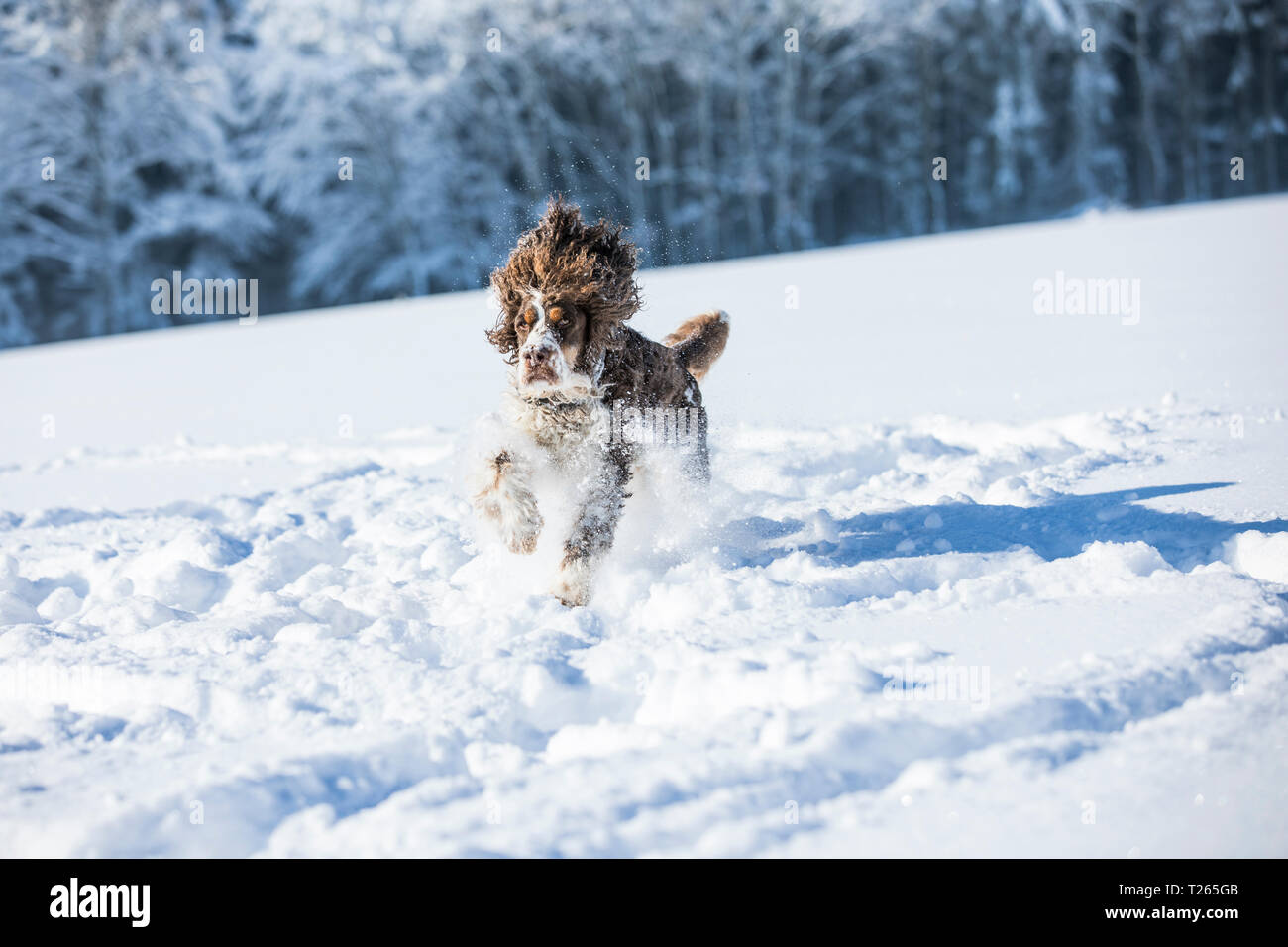English Springer Spaniel auf verschneiten Wiese Stockfoto