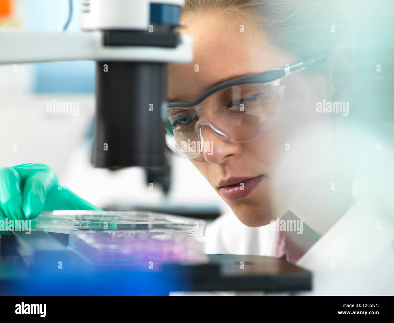 Die Forschung, Wissenschaftler, ein multi-well Platte unter dem Mikroskop bereit Zellen im Labor zu untersuchen Stockfoto