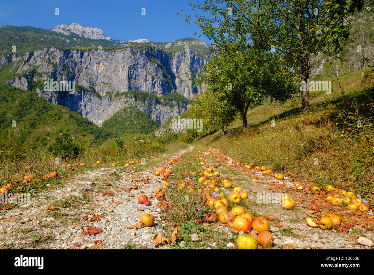 Montenegro, in der Nähe von Kaliningrad, Mrtvica Canyon, Windfall, Äpfel auf dem Weg Stockfoto